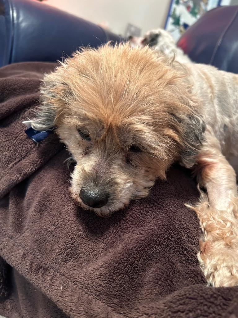 Enlarge Sleepy, a Adoptable mixed breed in College Station, TX image 4/6