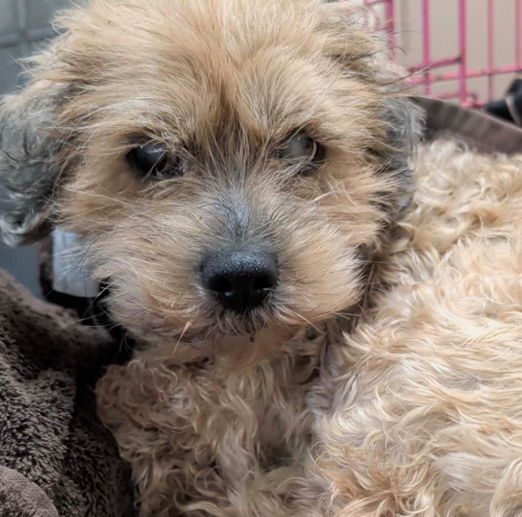 Enlarge Sleepy, a Adoptable mixed breed in College Station, TX image 6/6