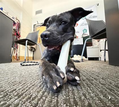 Cordelia, Adoptable, Young Female Pit Bull Terrier & Mixed Breed.