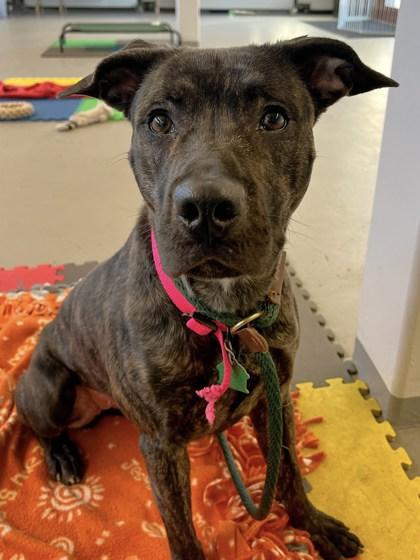 Enlarge Cordelia, a Adoptable mixed breed in Bensalem, PA image 2/3