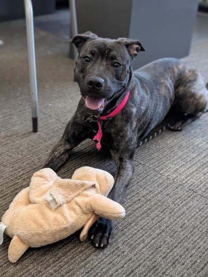 Enlarge Cordelia, a Adoptable mixed breed in Bensalem, PA image 3/3