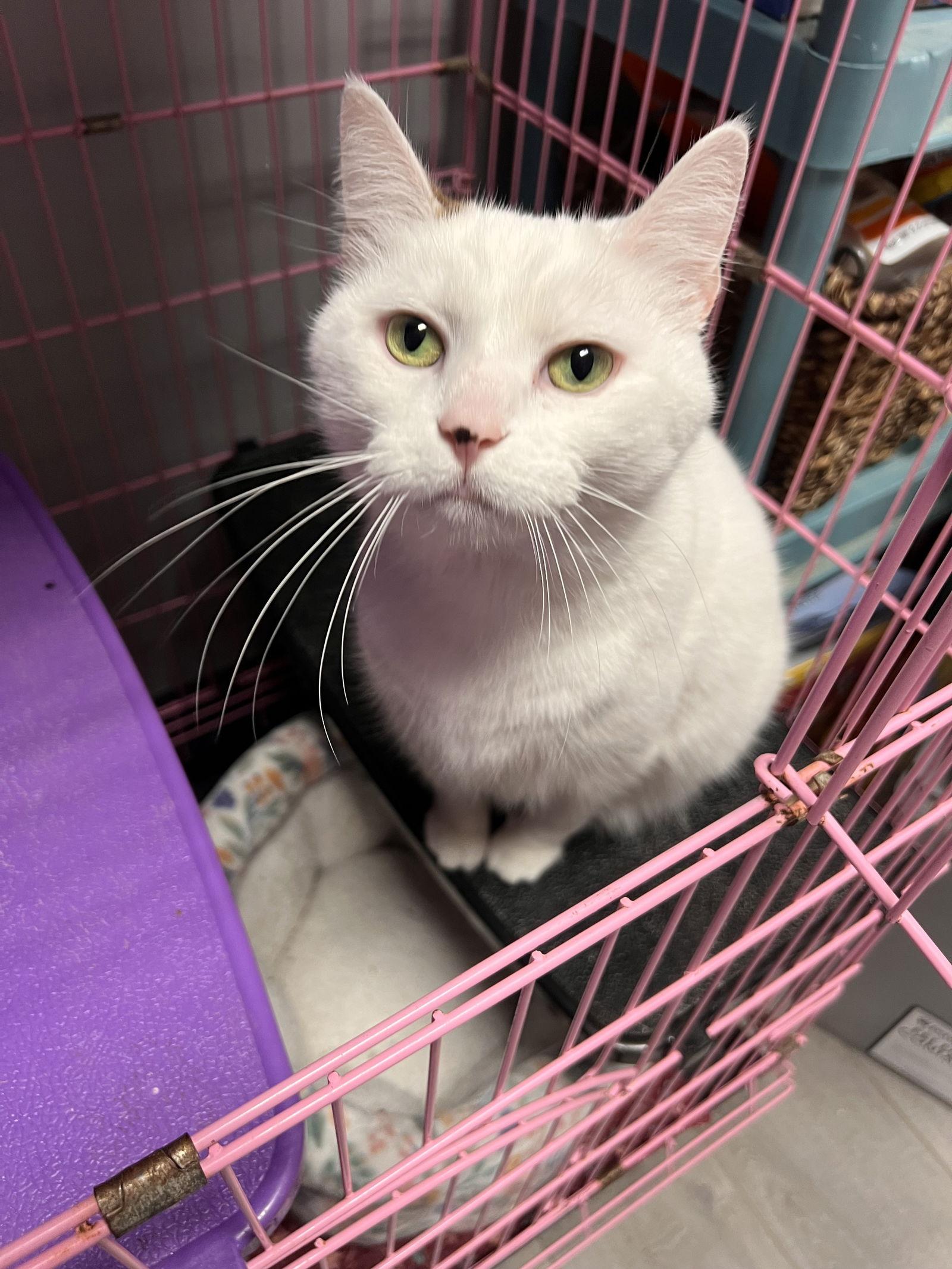 Lucy, Adoptable, Adult Female Calico & Domestic Short Hair.