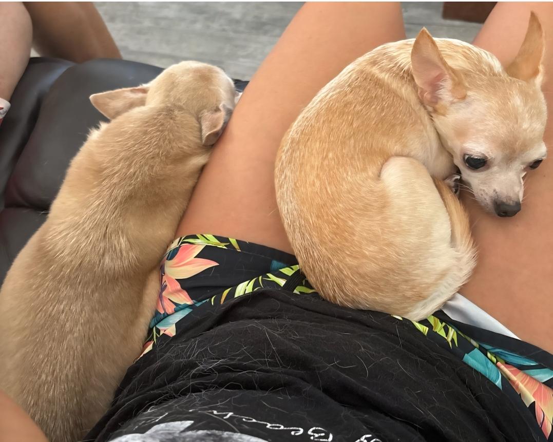 Lola & Lorenzo Chihuahua Dog