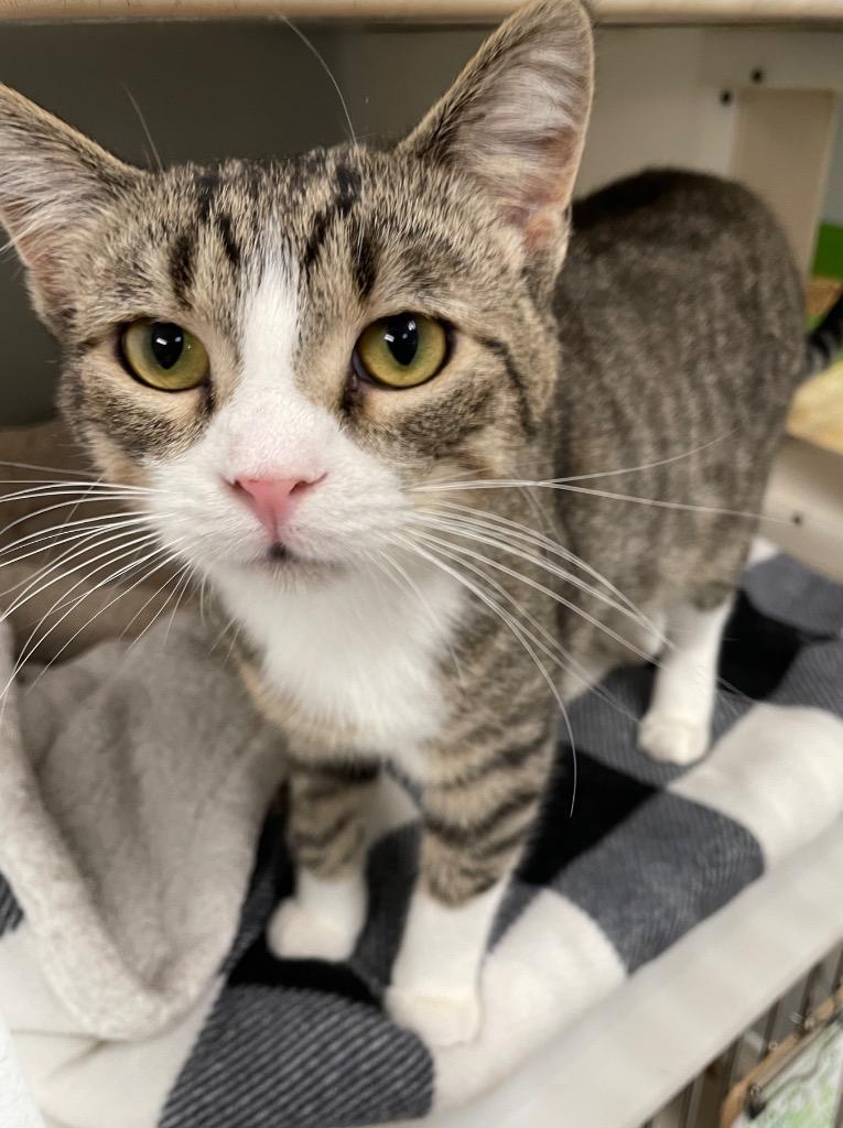 Enlarge Butter, a Adoptable mixed breed in Spooner, WI image 1/1