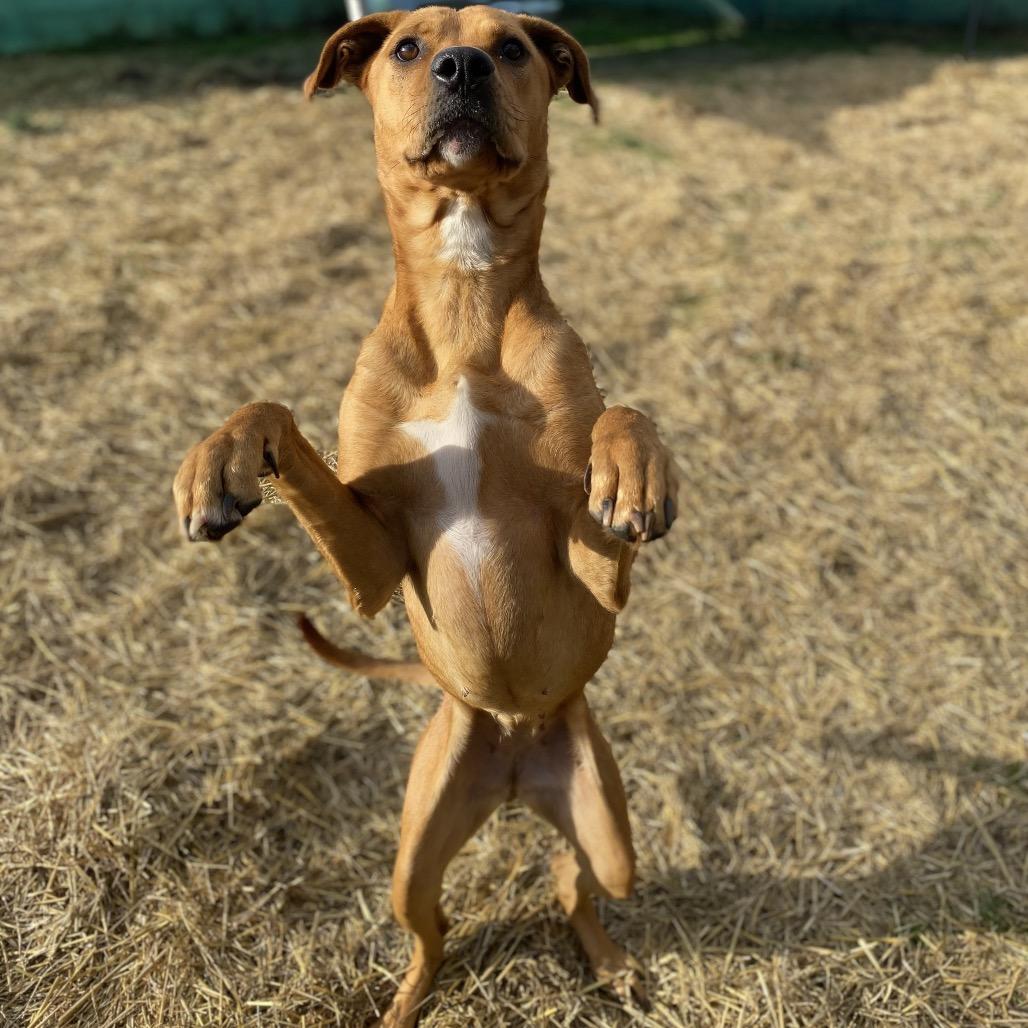 Enlarge Mother Nature, a Adoptable mixed breed in Caryville, TN image 1/6