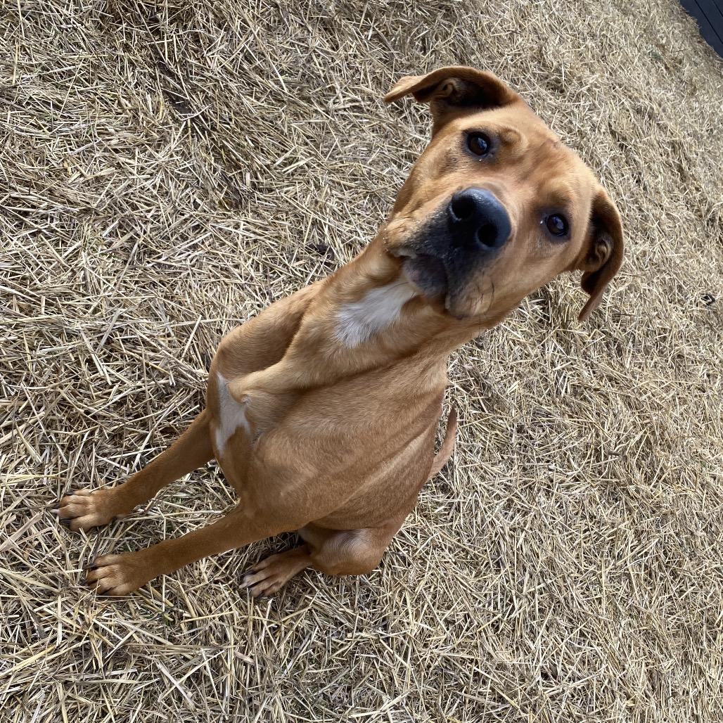 Enlarge Mother Nature, a Adoptable mixed breed in Caryville, TN image 2/6