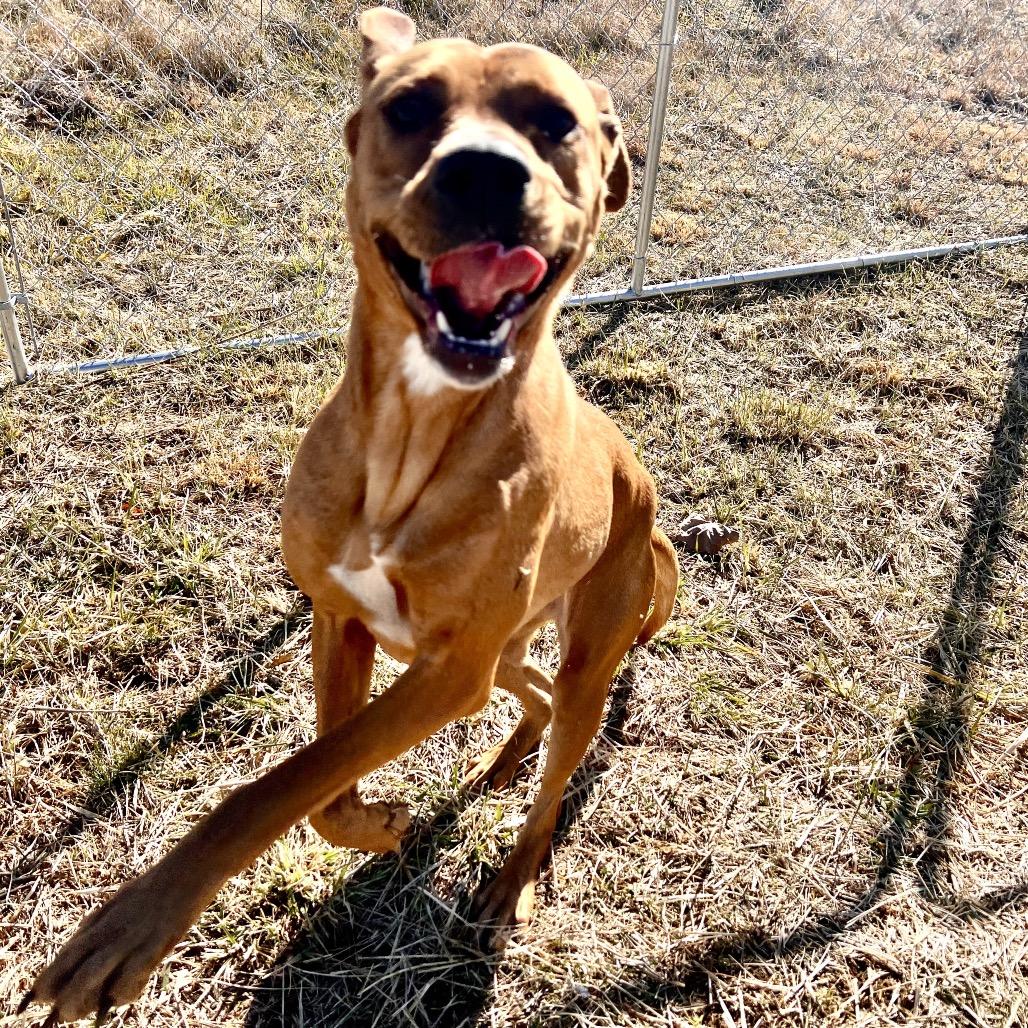 Enlarge Mother Nature, a Adoptable mixed breed in Caryville, TN image 2/6