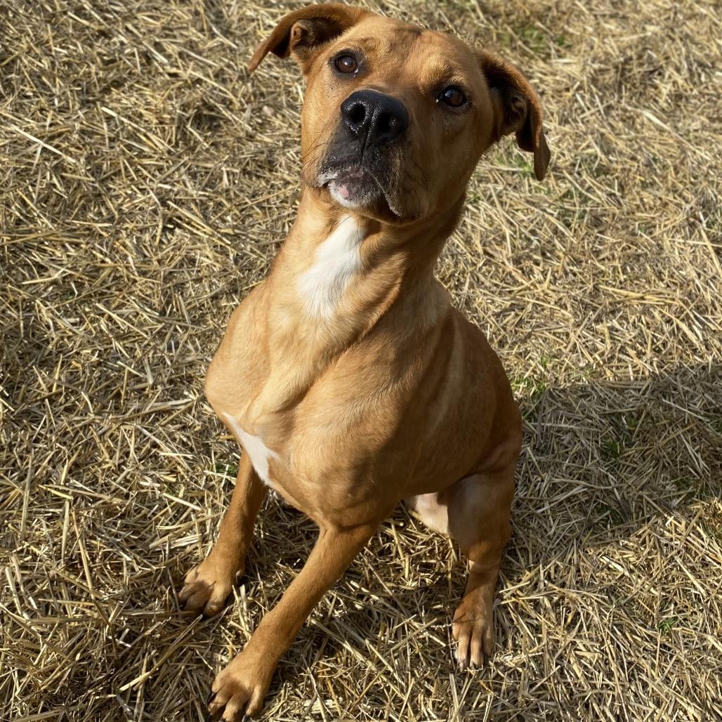Enlarge Mother Nature, a Adoptable mixed breed in Caryville, TN image 4/6