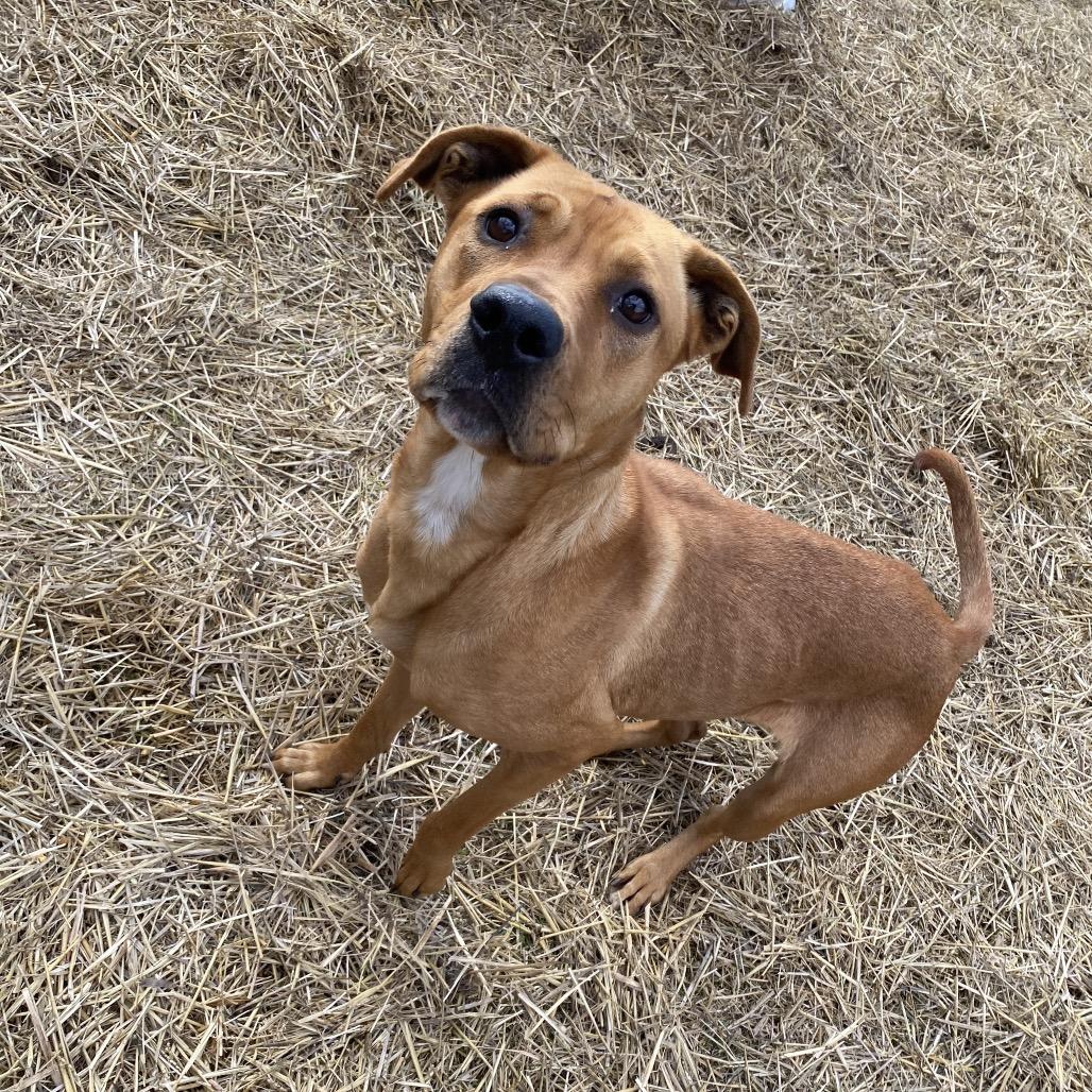 Enlarge Mother Nature, a Adoptable mixed breed in Caryville, TN image 5/6