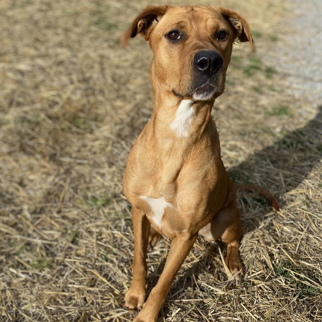 Mother Nature, a Adoptable mixed breed in Caryville, TN image 3/6