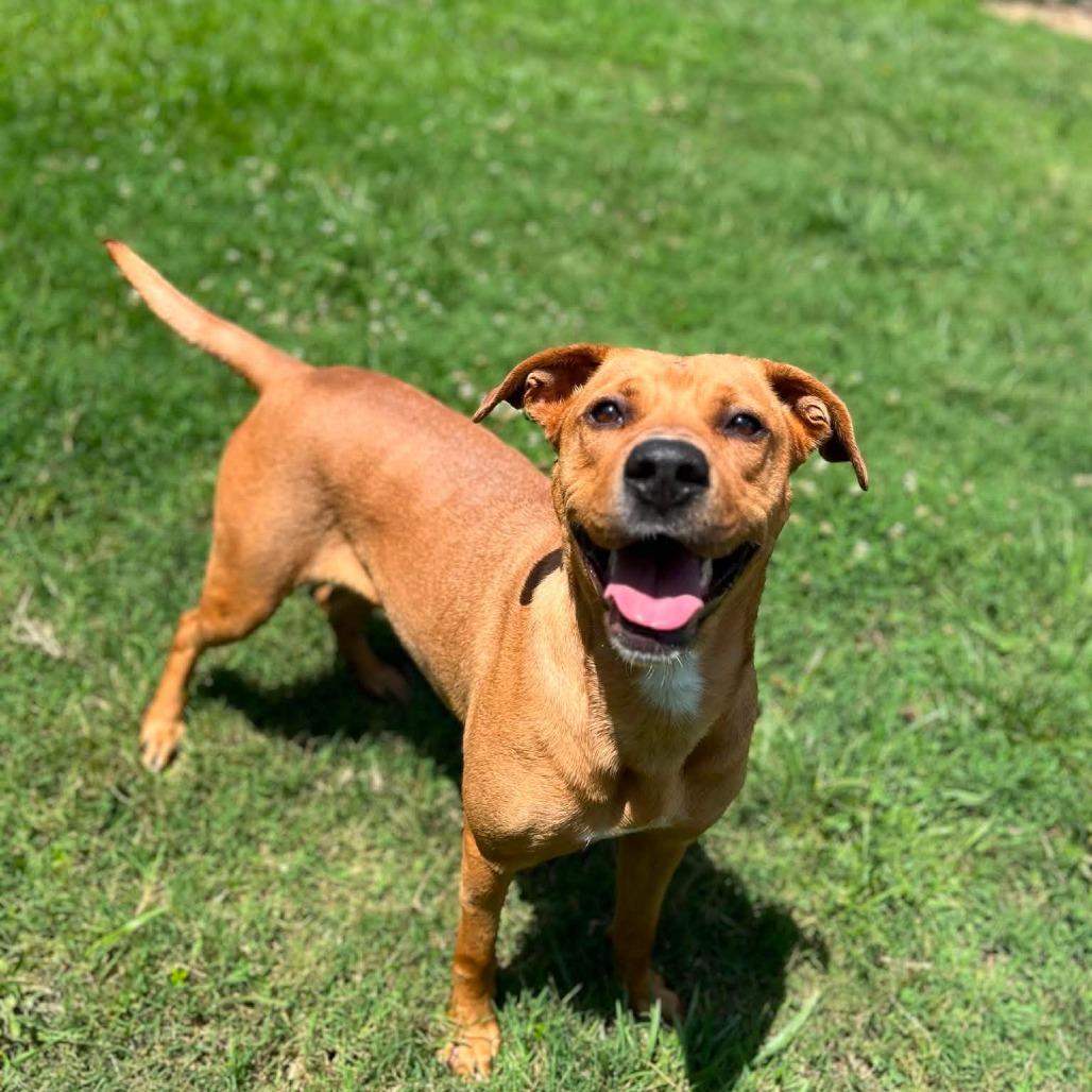 Enlarge Mother Nature, a Adoptable mixed breed in Caryville, TN image 2/6