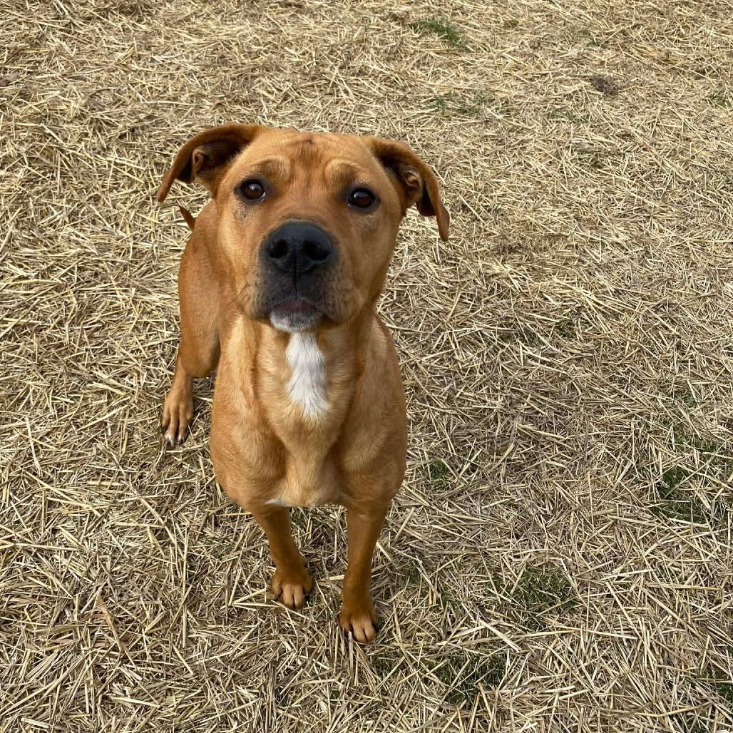 Enlarge Mother Nature, a Adoptable mixed breed in Caryville, TN image 2/5