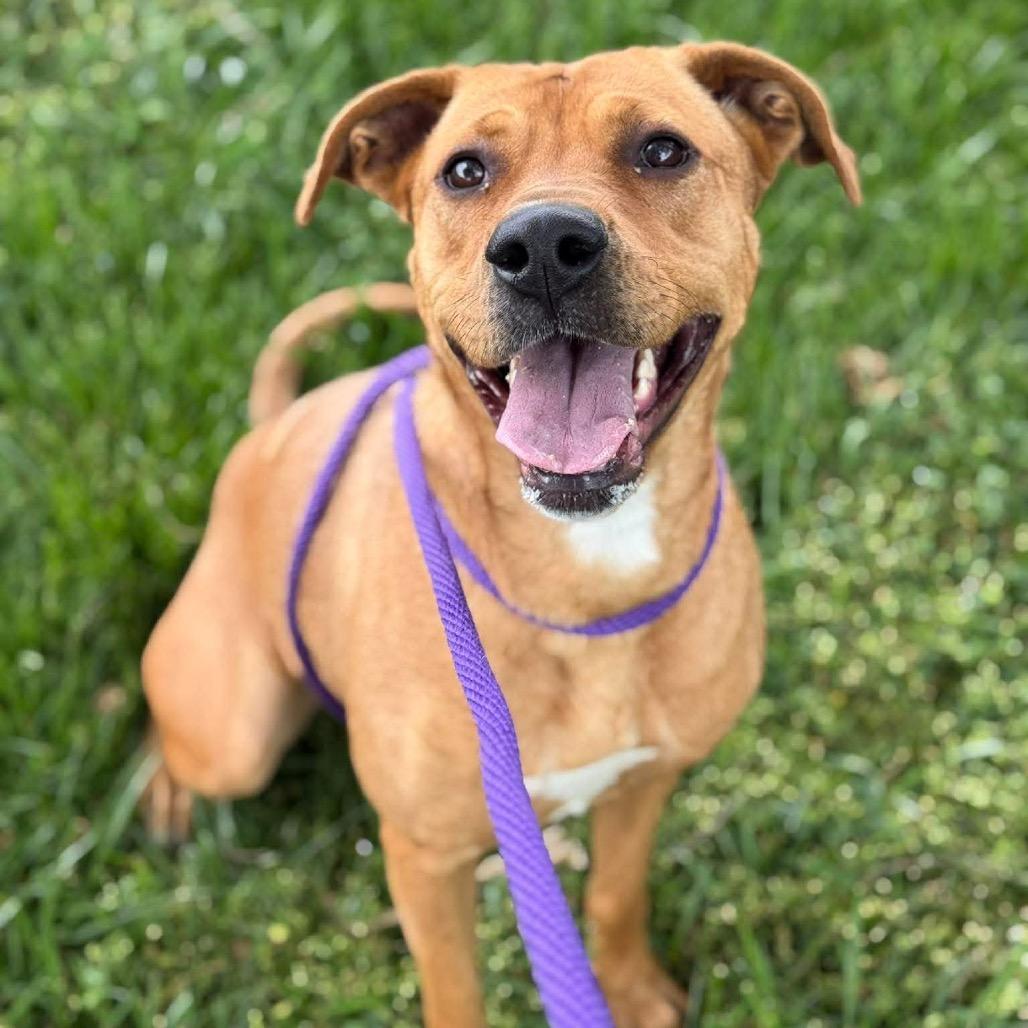 Enlarge Mother Nature, a Adoptable mixed breed in Caryville, TN image 3/5