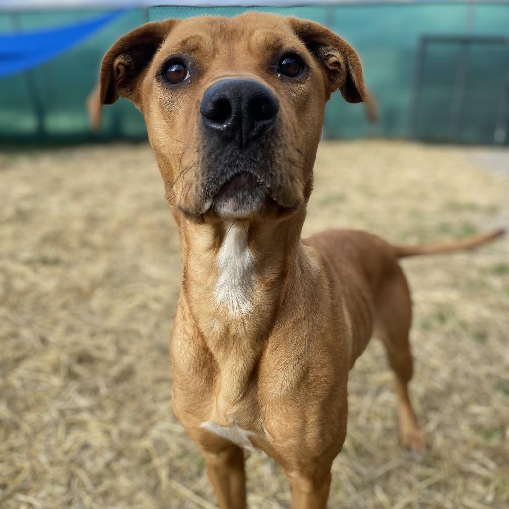 Enlarge Mother Nature, a Adoptable mixed breed in Caryville, TN image 6/6