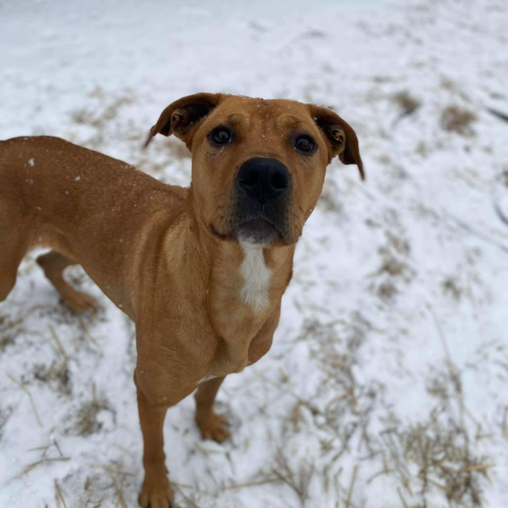 Mother Nature, a Adoptable mixed breed in Caryville, TN image 5/6