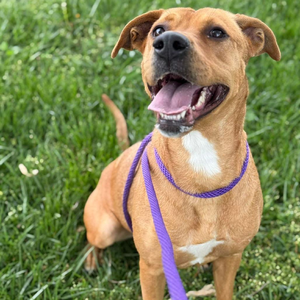 Enlarge Mother Nature, a Adoptable mixed breed in Caryville, TN image 5/5