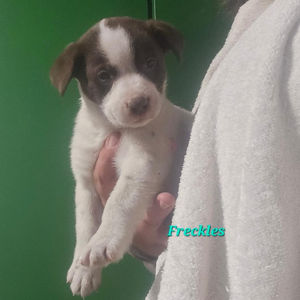 Freckles thumbnail 2
