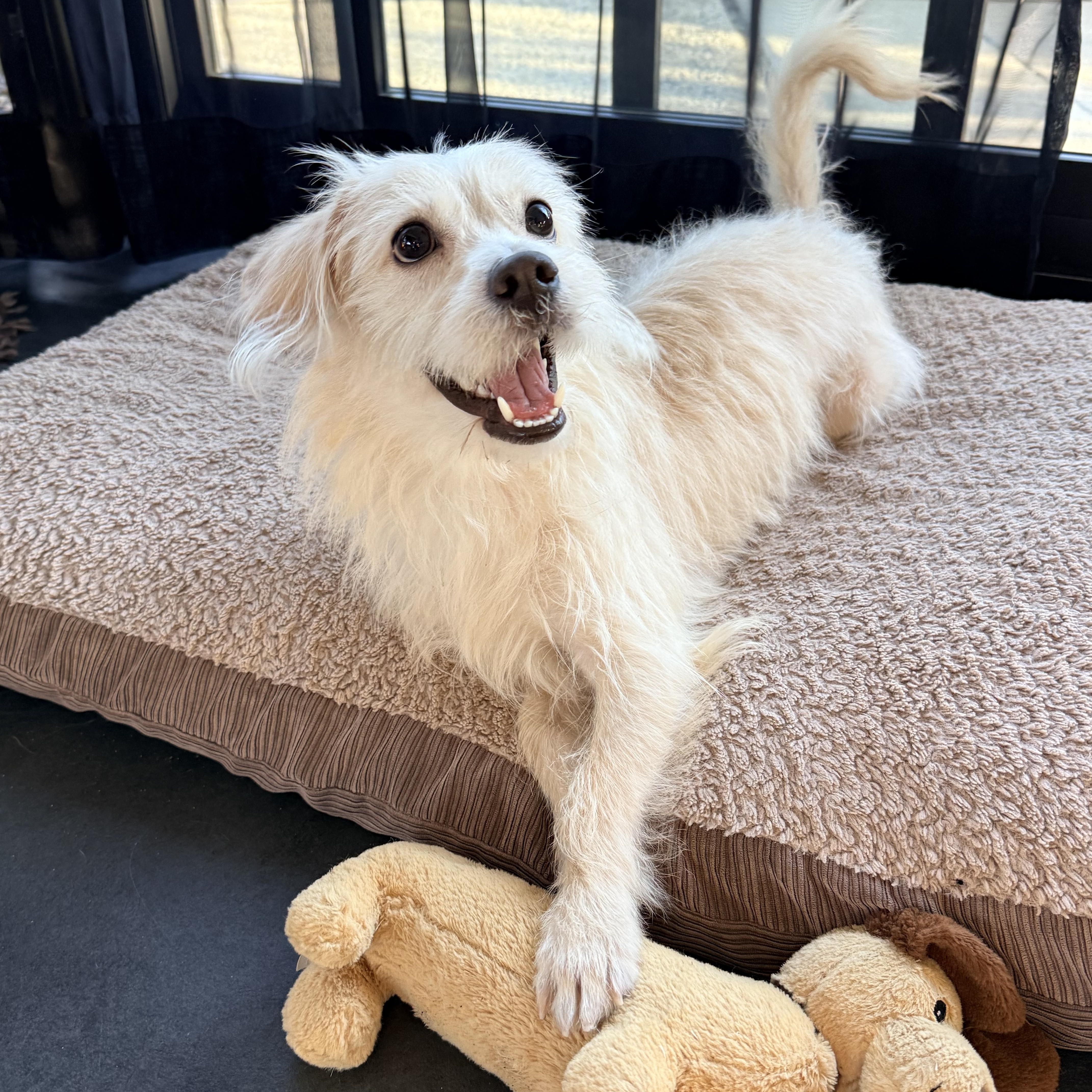 MAX, a ADOPTABLE mixed breed in los angeles, CA image 3/6