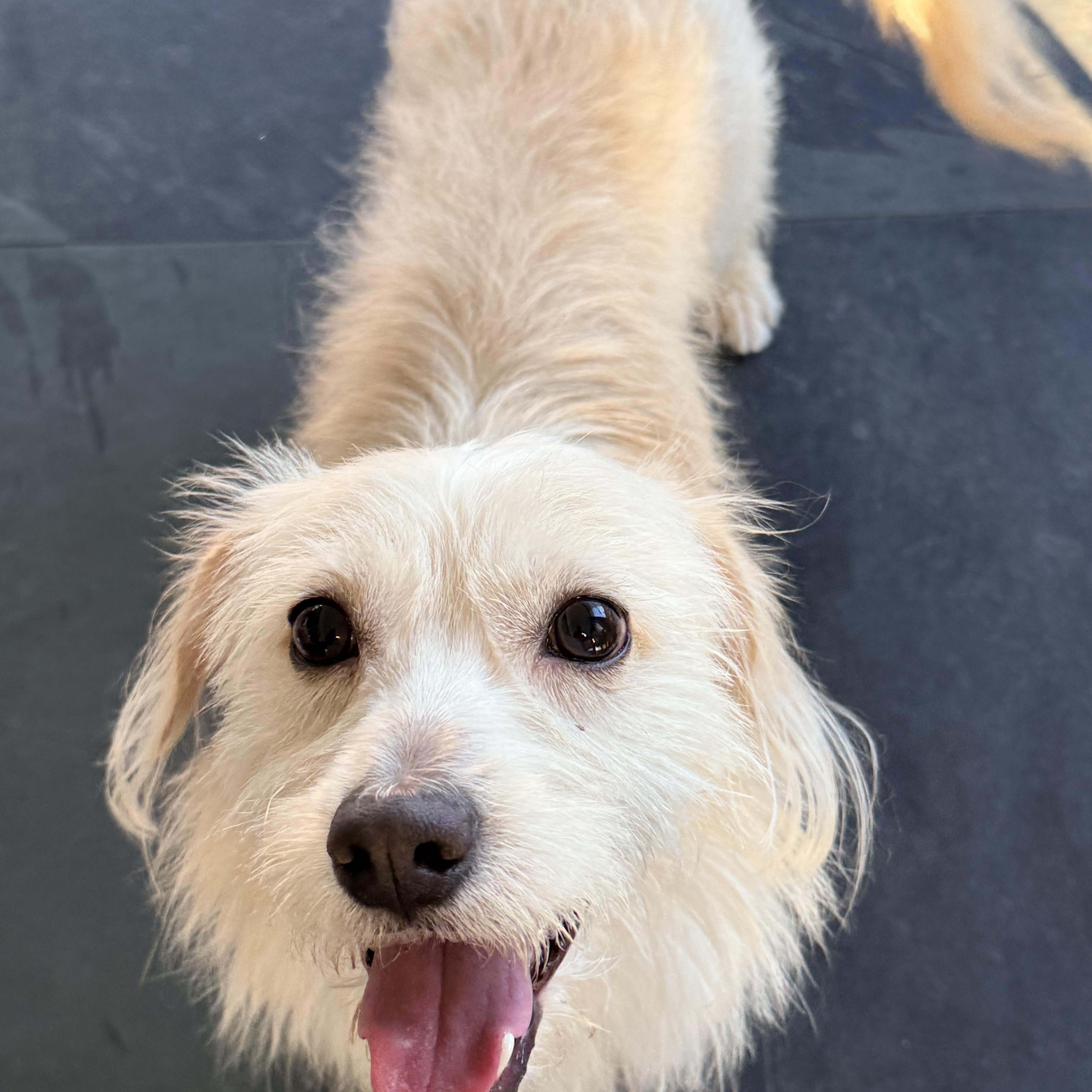 MAX, a ADOPTABLE mixed breed in los angeles, CA image 2/6