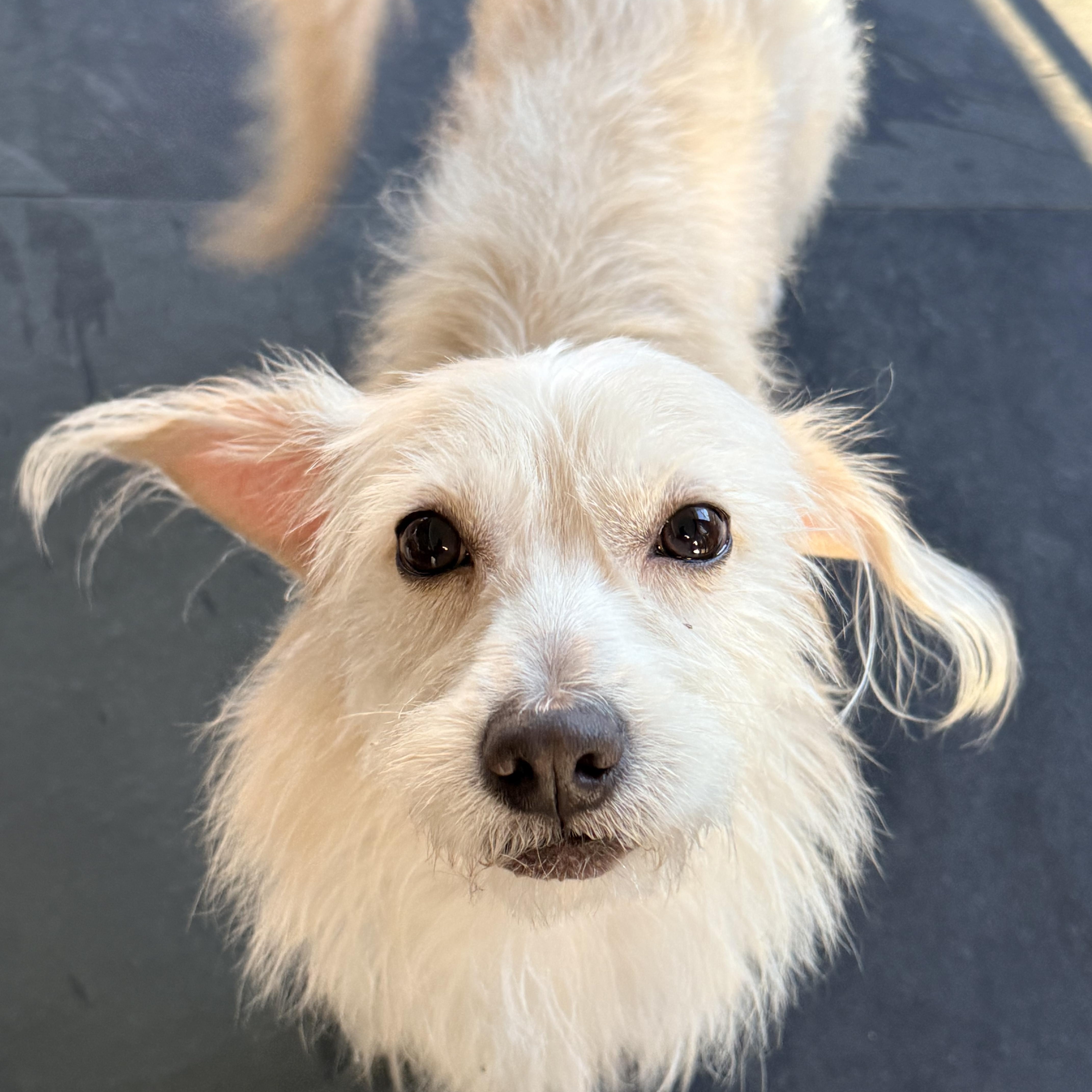 MAX, a ADOPTABLE mixed breed in los angeles, CA image 1/6