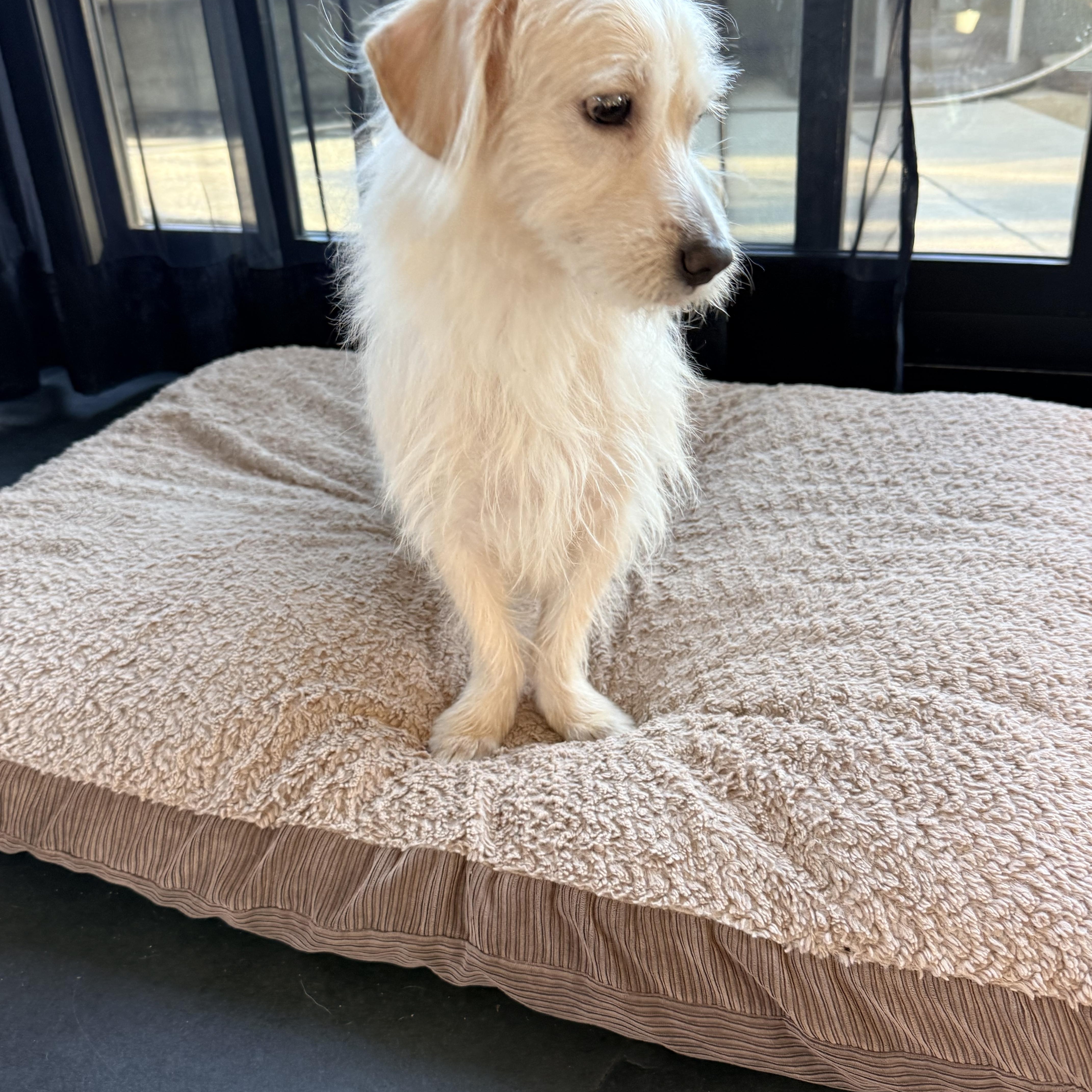 MAX, a ADOPTABLE mixed breed in los angeles, CA image 4/6