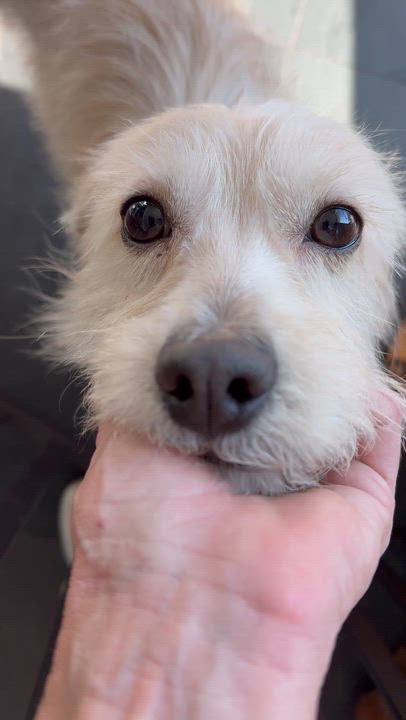 Enlarge MAX, a ADOPTABLE mixed breed in los angeles, CA video 6/6