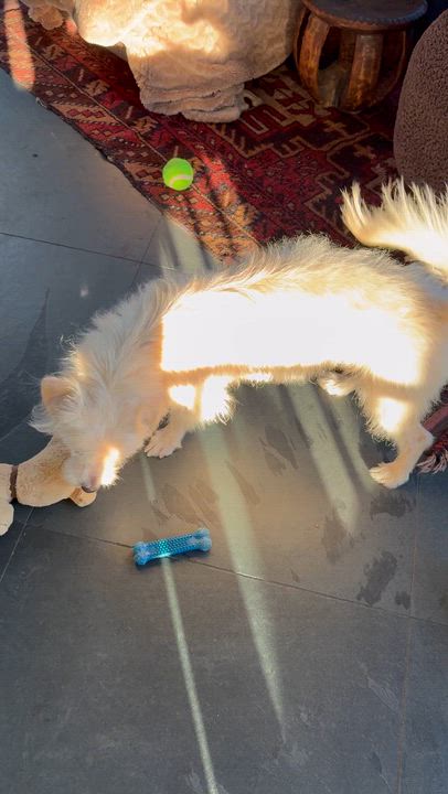 Enlarge MAX, a ADOPTABLE mixed breed in los angeles, CA video 5/6