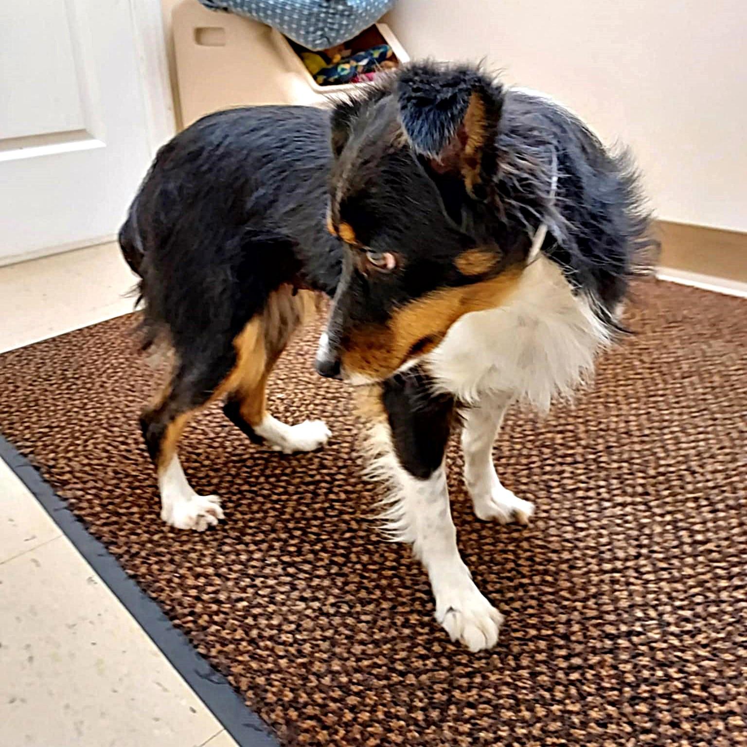 Lacey, a ADOPTABLE Australian Shepherd in Falls Creek, PA image 5/5