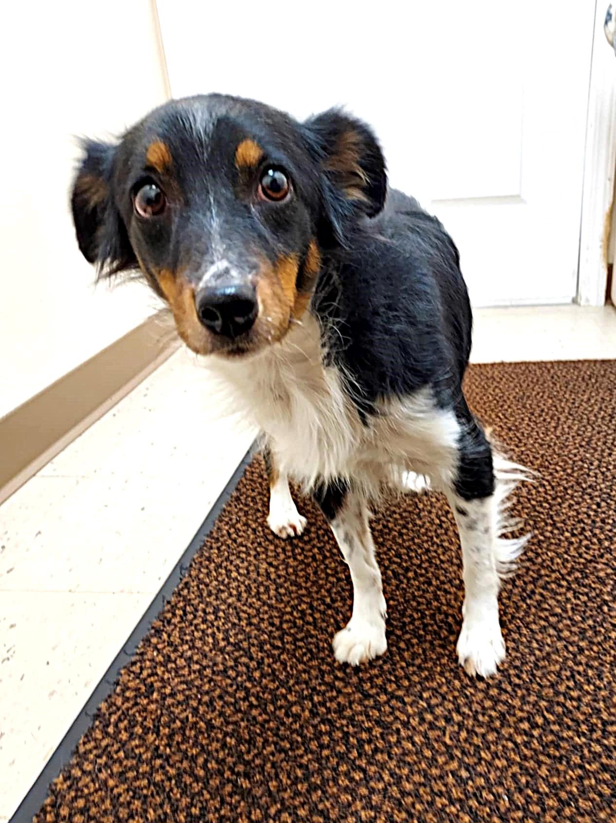 Lacey, a ADOPTABLE Australian Shepherd in Falls Creek, PA image 2/5