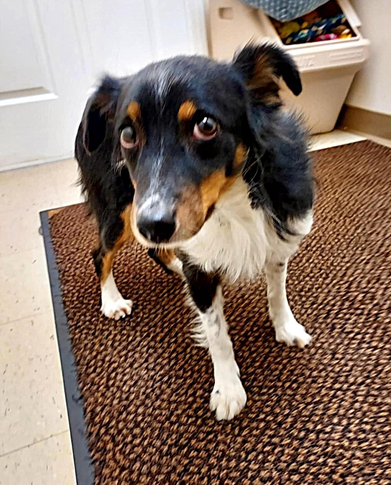 Lacey, a ADOPTABLE Australian Shepherd in Falls Creek, PA image 1/5