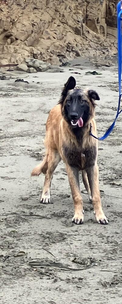 Puppy Poppy (Courtesy Post), Adoptable, Puppy Male German Shepherd Dog & Belgian Shepherd / Malinois.