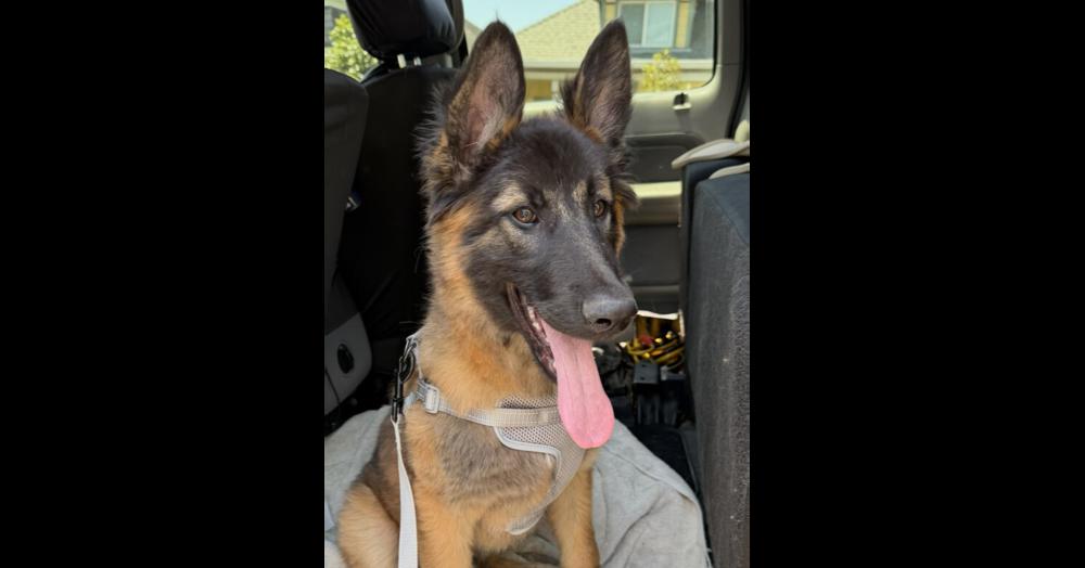 Enlarge Puppy Poppy (Courtesy Post), a Adoptable mixed breed in Fulton, CA image 2/6