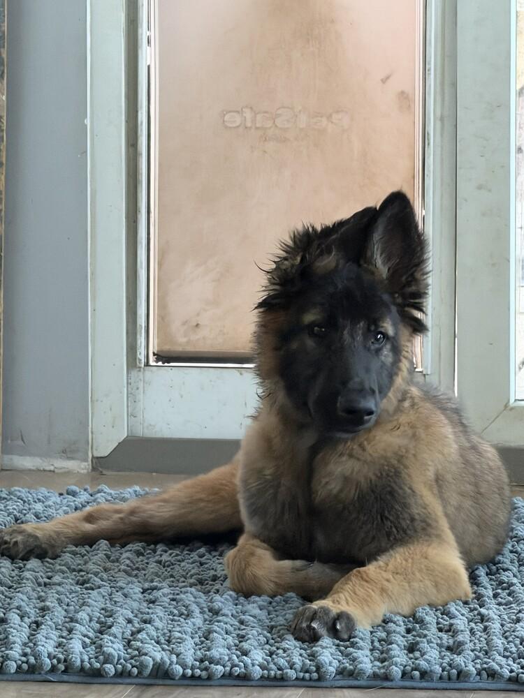 Enlarge Puppy Poppy (Courtesy Post), a Adoptable mixed breed in Fulton, CA image 3/6