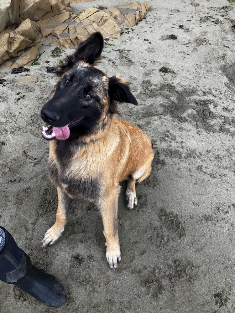 Enlarge Puppy Poppy (Courtesy Post), a Adoptable mixed breed in Fulton, CA image 4/6