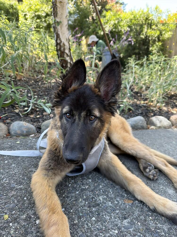 Enlarge Puppy Poppy (Courtesy Post), a Adoptable mixed breed in Fulton, CA image 5/6