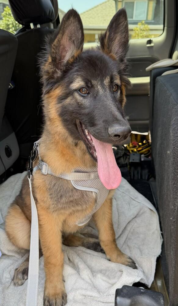 Enlarge Puppy Poppy (Courtesy Post), a Adoptable mixed breed in Fulton, CA image 6/6