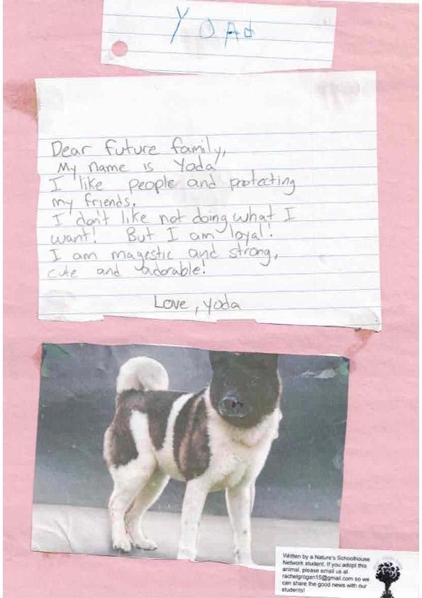 Yoda, a Adoptable Akita in Sebastian, FL image 2/2