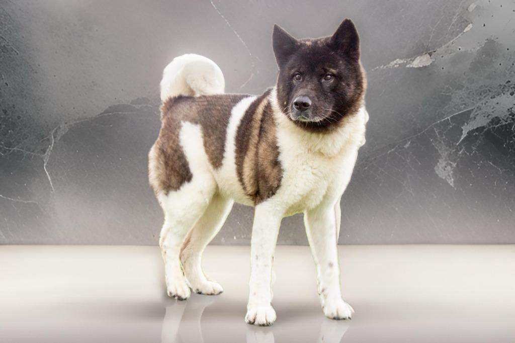 Yoda, Adoptable, Senior Female Akita.