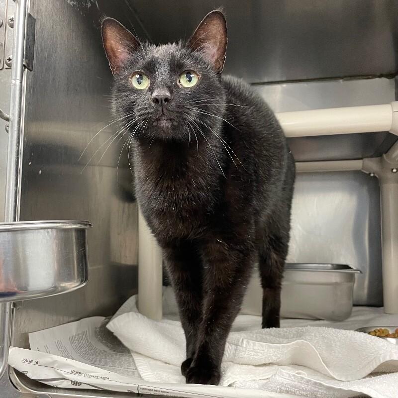 Theo, Adoptable, Adult Male Domestic Short Hair.