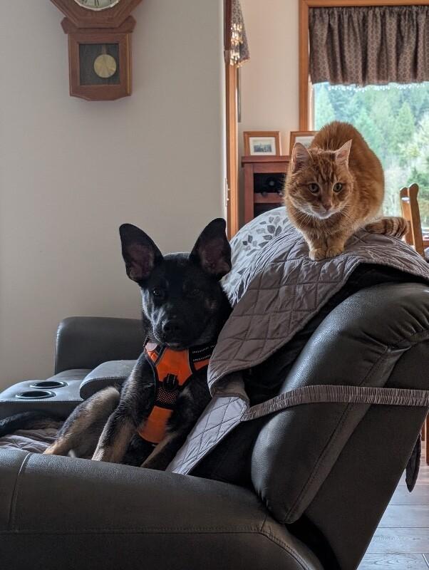 Winter, Adoptable, Young Male German Shepherd Dog.