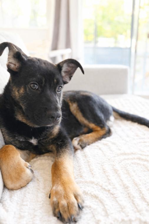 Winter, Adoptable, Young Male German Shepherd Dog.