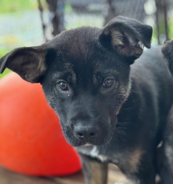 Enlarge Winter, a Adoptable mixed breed in Seattle, WA image 1/6
