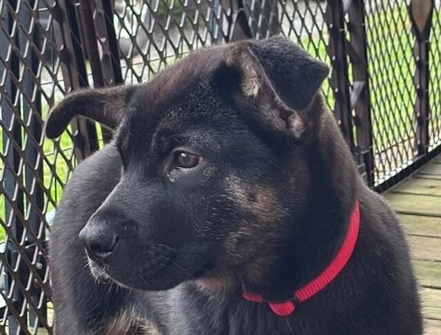 Enlarge Winter, a Adoptable mixed breed in Seattle, WA image 2/6