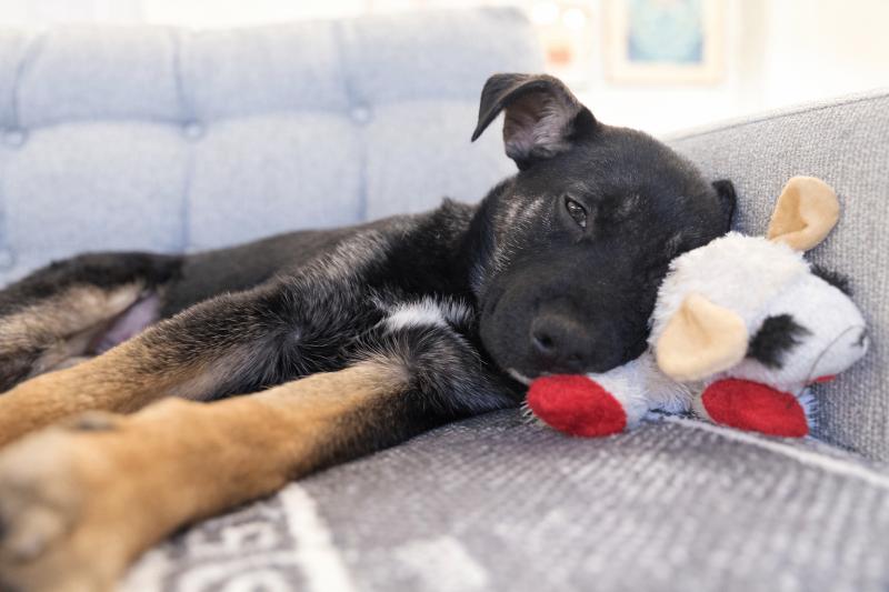 Enlarge Winter, a Adoptable mixed breed in Seattle, WA image 2/5