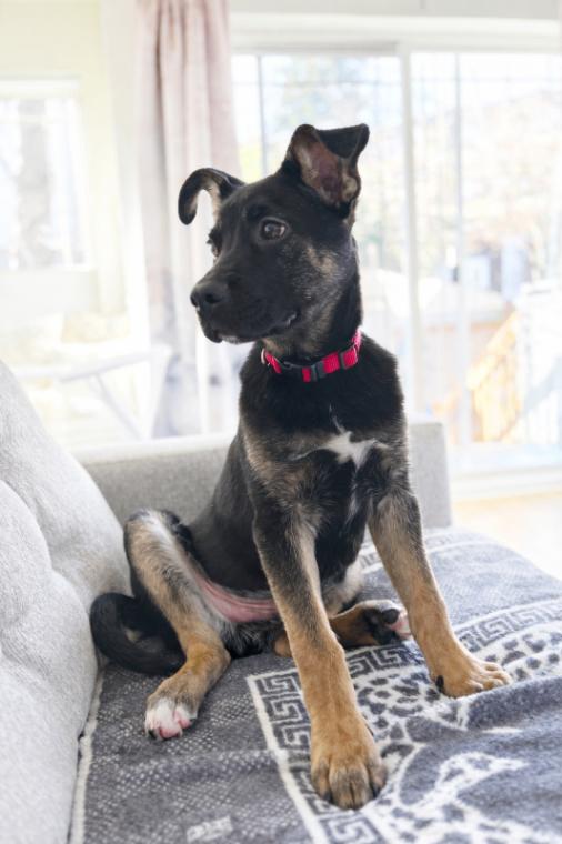 Enlarge Winter, a Adoptable mixed breed in Seattle, WA image 3/5