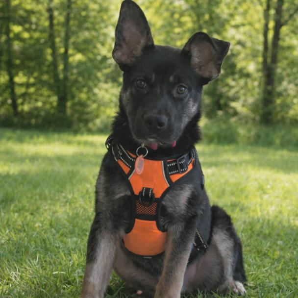Enlarge Winter, a Adoptable mixed breed in Seattle, WA image 4/5