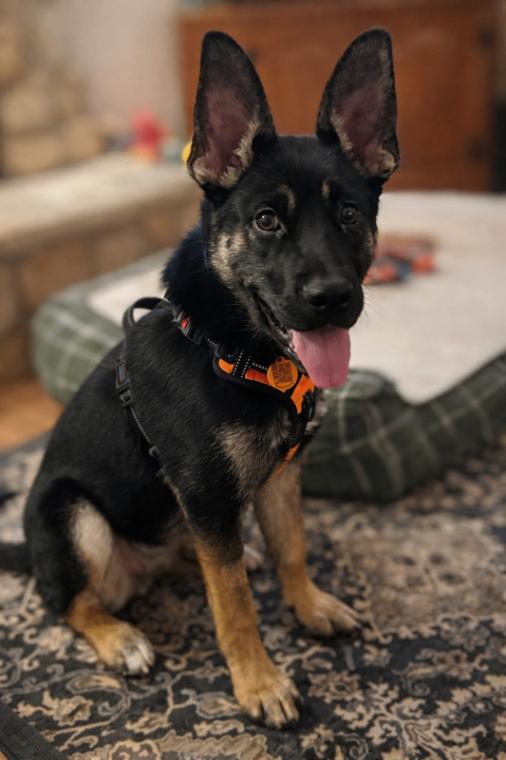 Enlarge Winter, a Adoptable mixed breed in Seattle, WA image 1/1