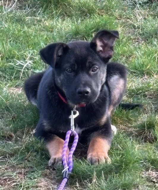 Enlarge Winter, a Adoptable mixed breed in Seattle, WA image 6/6
