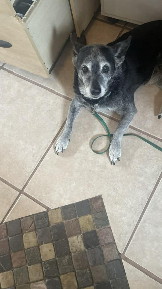 jax, Adoptable, Senior Male Miniature Pinscher.