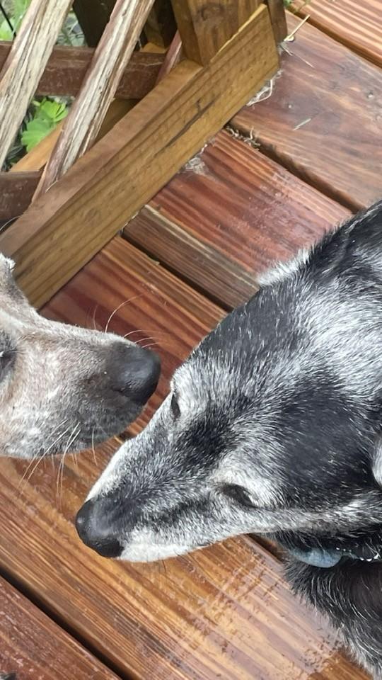 Enlarge jax, a Adoptable Miniature Pinscher in Bradenton, FL image 3/6